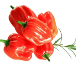 Red Habanero Pepper Rodo