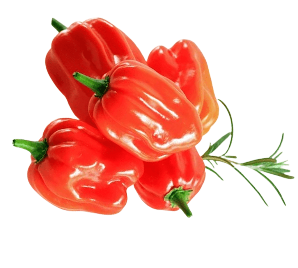 Red Habanero Pepper Rodo