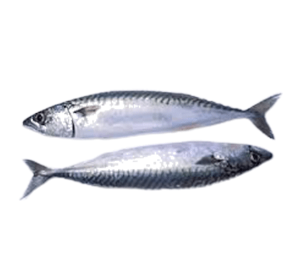 Fresh Titus Fish (1lb) - FoodMattas Store