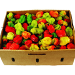 Habanero Pepper Box