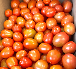 Roma Tomatoes 25 Lb